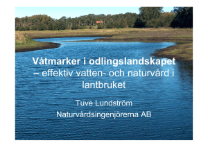 Våtmarker i odlingslandskapet – effektiv vatten