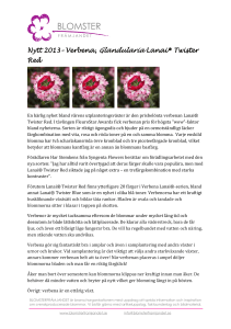 Nytt 2013– Verbena, Glandularia Lanai® Twister Red