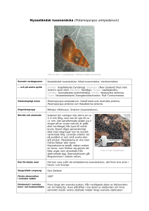 Potamopyrgus antipodarum - Främmande arter i svenska hav