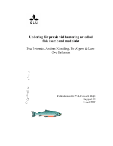 Underlag för praxis vid hantering av odlad fisk i samband med slakt