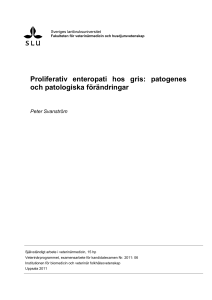 Proliferativ enteropati hos gris: patogenes och patologiska