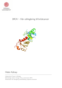 BRCA1- från cellreglering till bröstcancer Helen Kahsay
