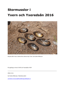 Stormusslor Yxern och Yxeredsån 2016. Carl-Johan