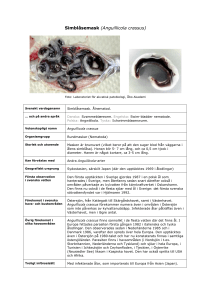 Simblåsemask (Anguillicola crassus)