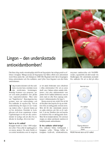 Lingon – den underskattade antioxidantbomben!