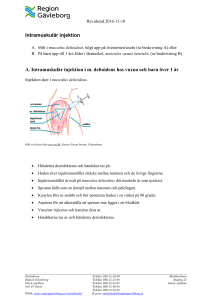 Intramuskulär injektion A. Intramuskulär injektion i m. deltoideus hos
