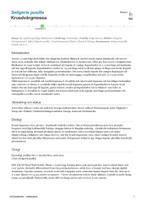 Seligeria pusilla - krusdvargmossa - 2185