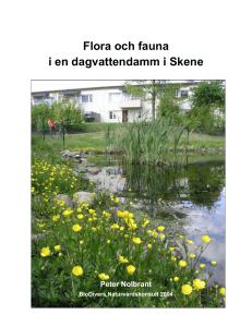 Flora och fauna i en dagvattendamm i Skene