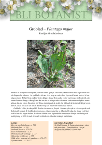 Groblad – Plantago major
