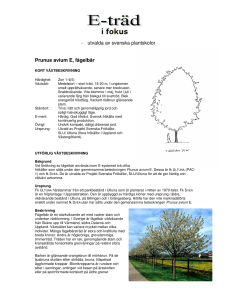 utvalda av svenska plantskolor Prunus avium E, fågelbär - E
