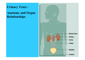Urinary Tract – Anatomy and Organ Relationships