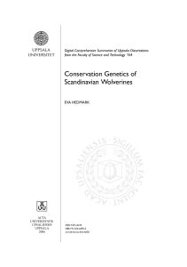Conservation Genetics of Scandinavian Wolverines