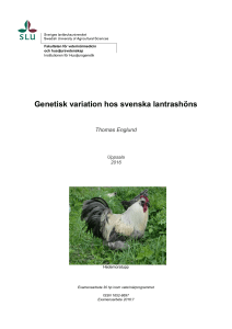 Genetisk variation hos svenska lantrashöns