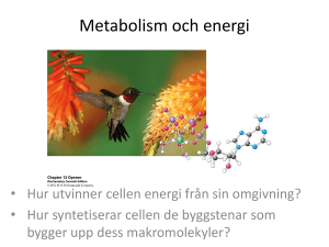 Metabolism och energi