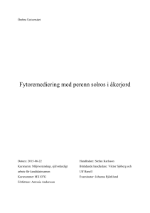 A. Andersson - Fytoremediering med perenn solros