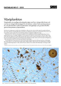 Växtplankton