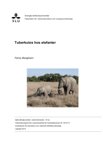 Tuberkulos hos elefanter