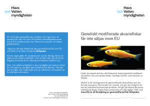 Genetiskt modifierade akvariefiskar får inte säljas inom EU