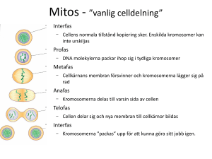Mitos - ”vanlig celldelning”