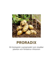 proradix - Organox