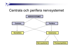 Centrala och perifera nervsystemet