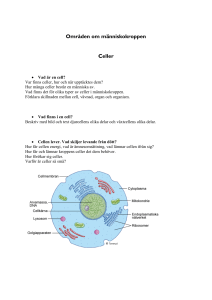 Områden om människokroppen Celler