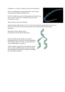 På bilden ser vi en DNA- molekyl och de fyra