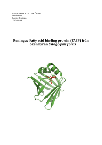 Rening av Fatty acid binding protein (FABP)