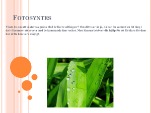 Fotosyntes Cellandning