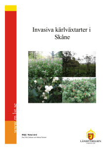 Invasiva kärlväxtarter i Skåne