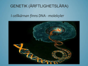 GENETIK (ÄRFTLIGHETSLÄRA) I cellkärnan finns DNA