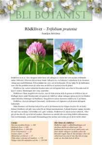 Rödklöver – Trifolium pratense