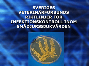 sveriges veterinärförbunds riktlinjer för infektionskontroll inom