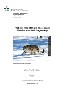 Problem med att hålla snöleopard (Panthera uncia) i