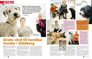 Gratis vård till hemlösa hundar i Göteborg