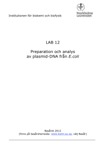 LAB 12 Preparation och analys av plasmid