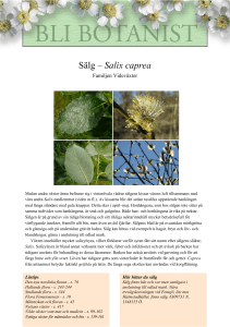 Sälg – Salix caprea