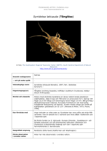 Synidotea laticauda (Tånglöss) - Främmande arter i svenska hav