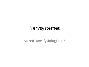 Nervsystemet - AGY Henrik Wilmar