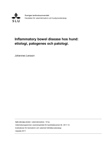 Inflammatory bowel disease hos hund: etiologi, patogenes