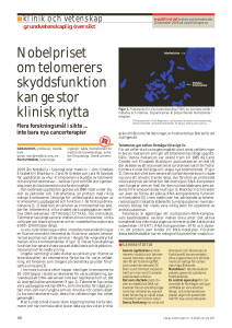 Nobelpriset om telomerers skyddsfunktion kan ge