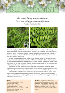 Getrams – Polygonatum odoratum Storrams – Polygonatum
