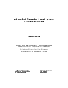 Inclusion Body Disease hos boa- och pytonorm – diagnostiska