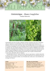 Gårdsskräppa – Rumex longifolius