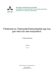 Förekomst av Chlamydia/Chlamydophila spp hos gris med