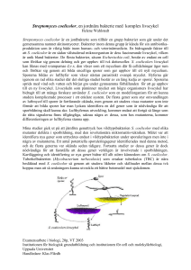 Streptomyces coelicolor en svampliknande bakterie