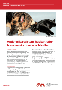 Antibiotikaresistens hos bakterier från svenska hundar och