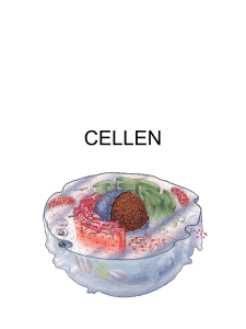 cellen - Learnify