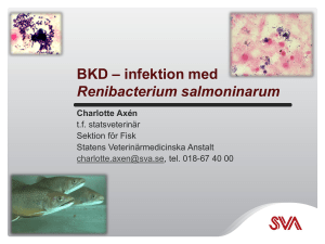 BKD – infektion med Renibacterium salmoninarum