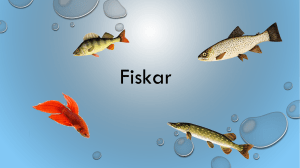 Fiskar - Ask Valdi